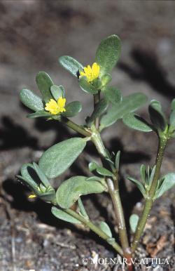 Portulaca oleracea L. 2.Image