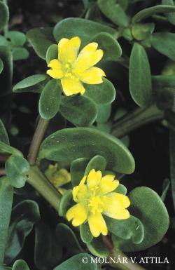 Portulaca oleracea L. 3.Image