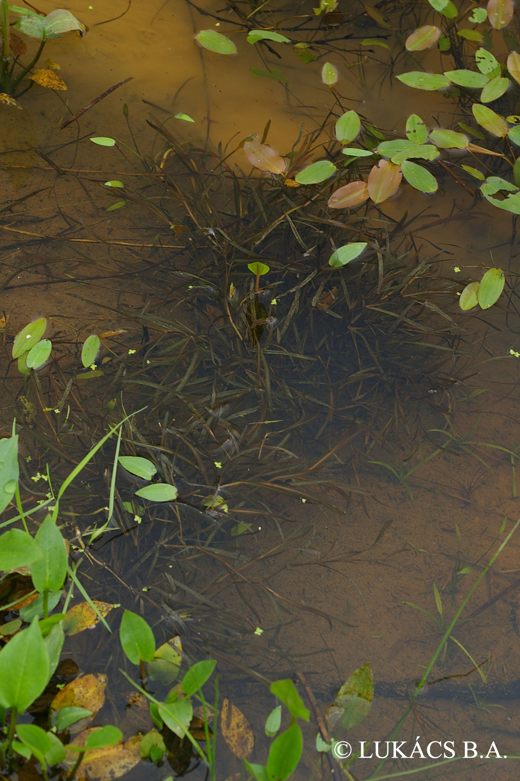 Potamogeton acutifolius Link