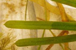 Potamogeton acutifolius Link 2.Image