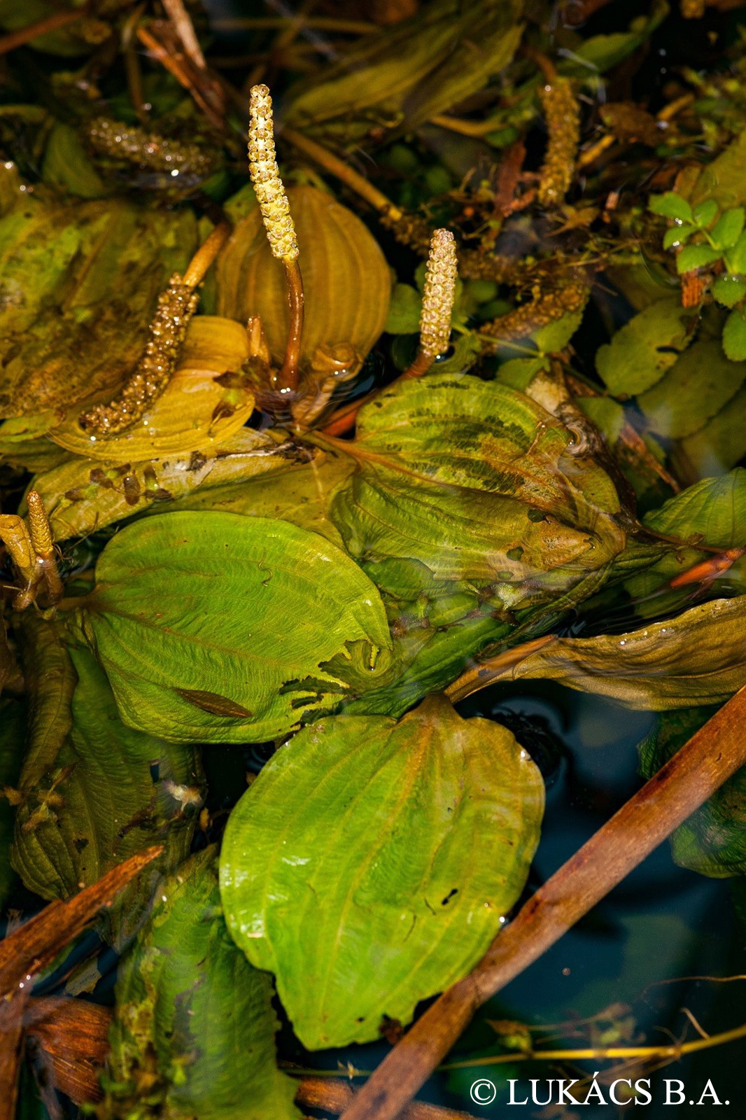 Potamogeton coloratus Hornem.