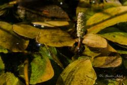 Potamogeton coloratus Hornem. 3.Image