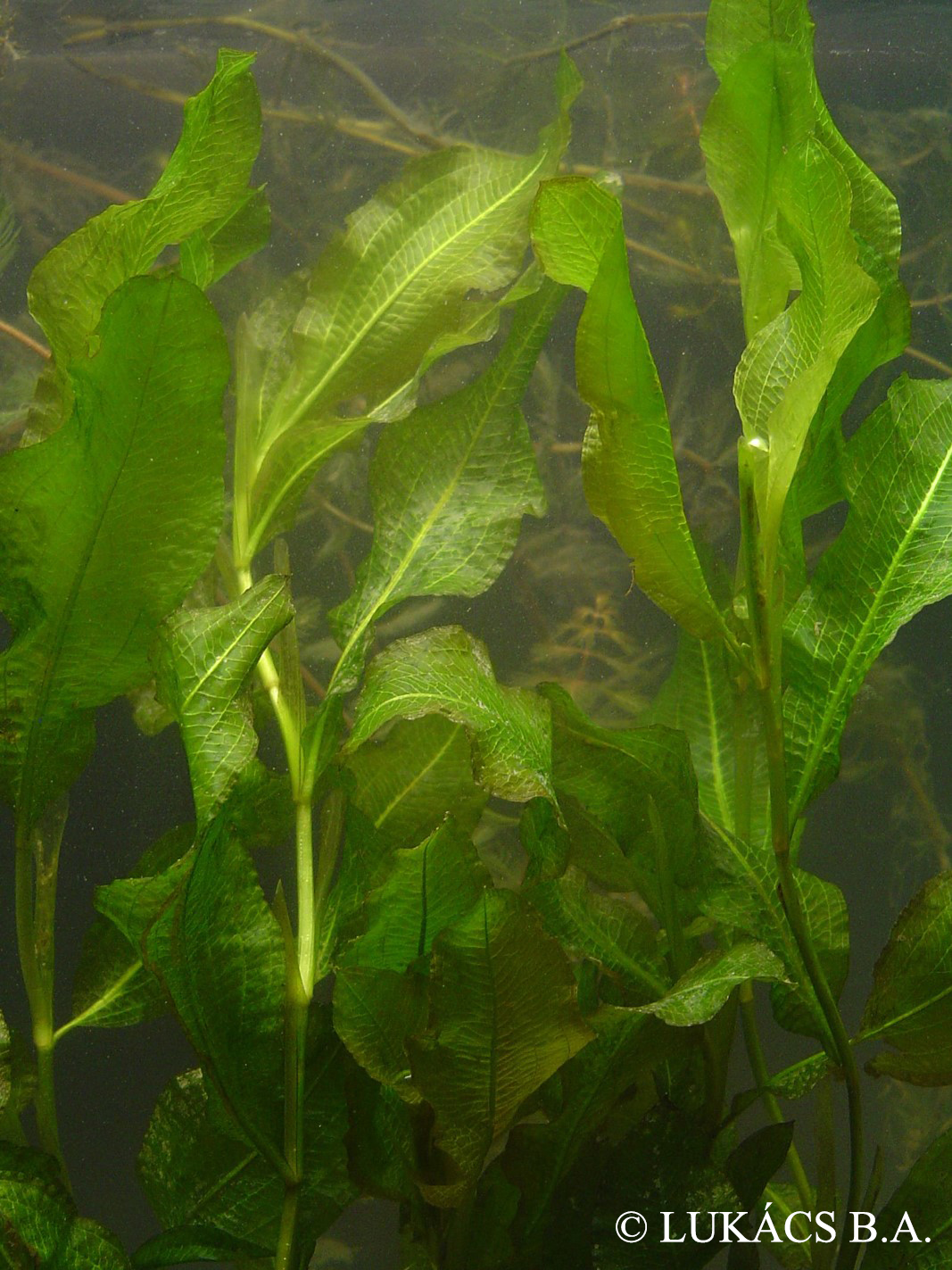Potamogeton lucens L.