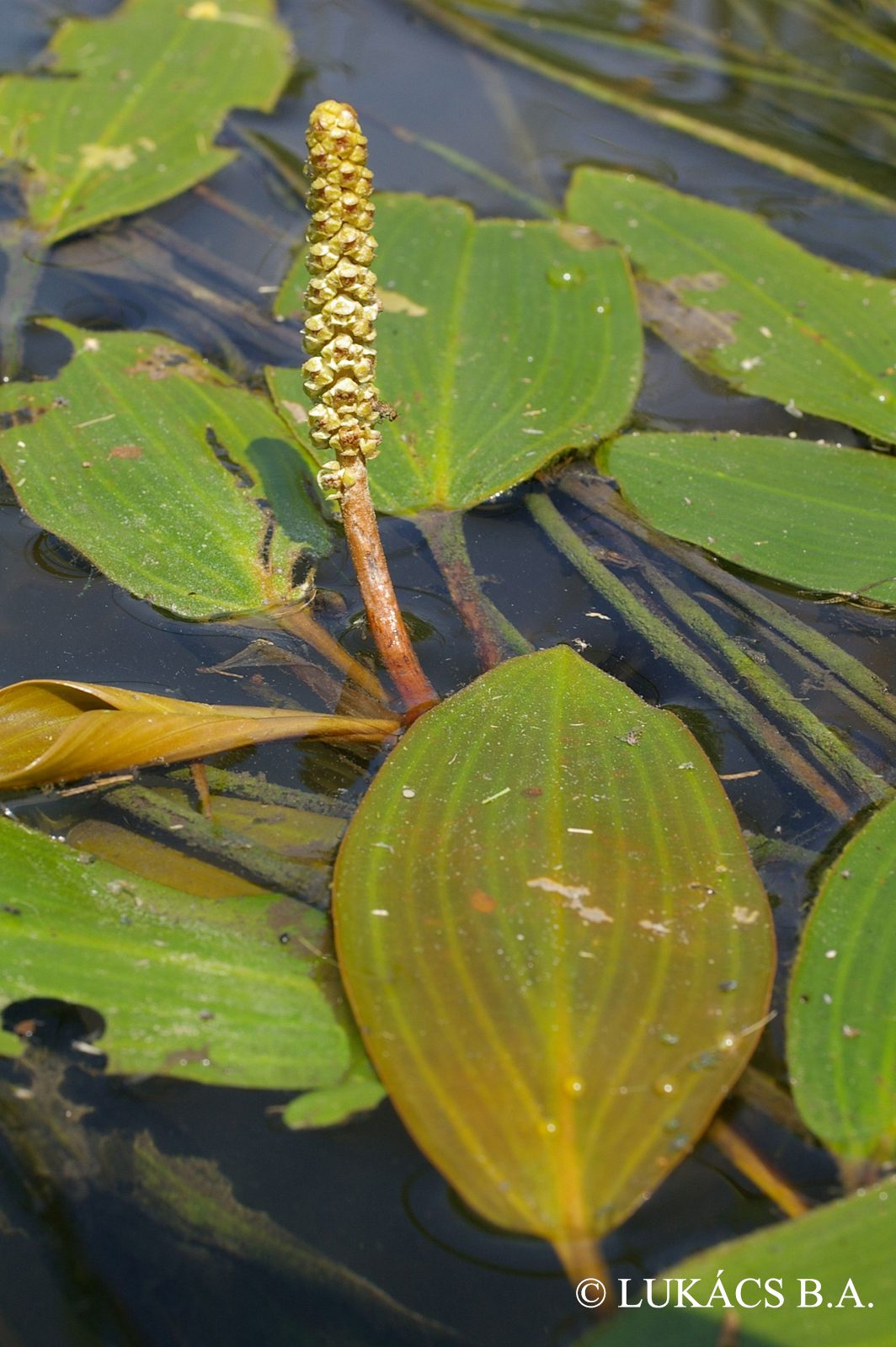 Potamogeton natans L.