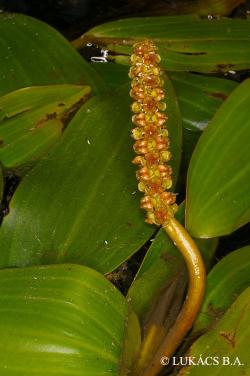 Potamogeton natans L. 2.Image