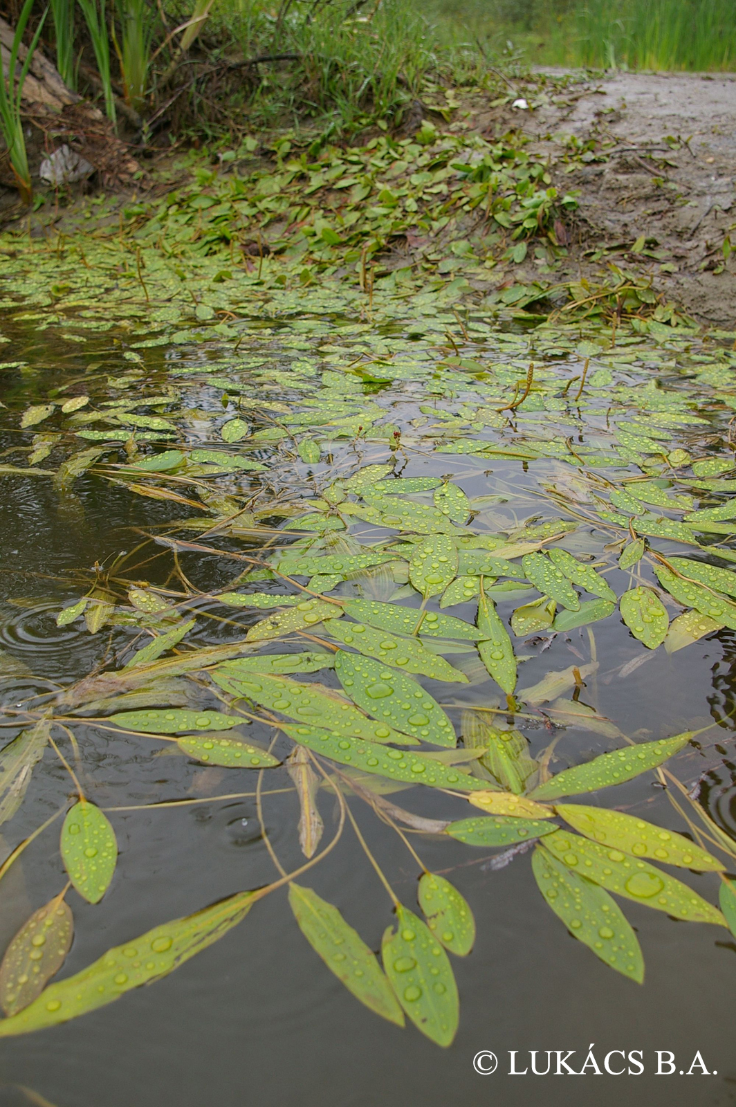 Potamogeton nodosus Poir.