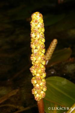 Potamogeton nodosus Poir. 2.Image