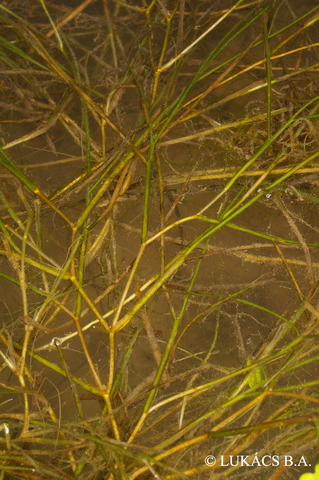 Potamogeton pectinatus L.