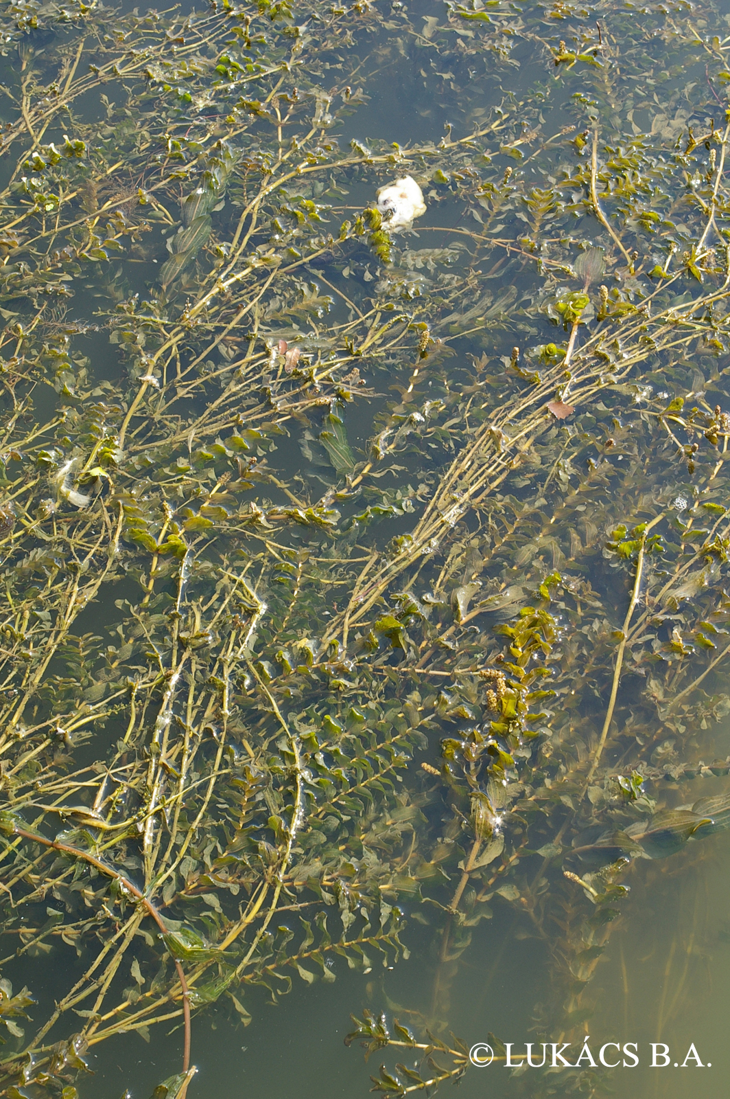 Potamogeton perfoliatus L.