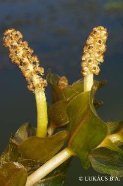 Potamogeton perfoliatus L. 2.Image