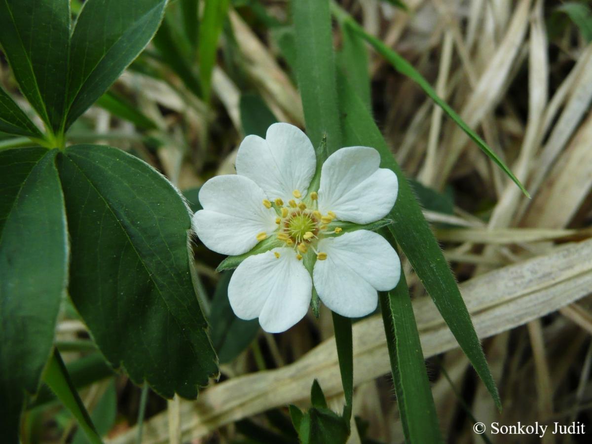Potentilla alba L.