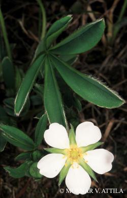 Potentilla alba L. 3.Image