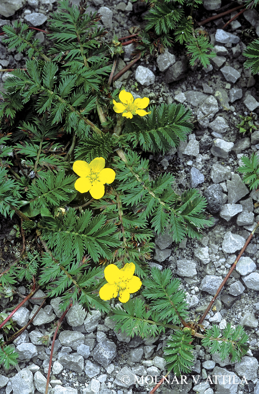 Potentilla anserina L.