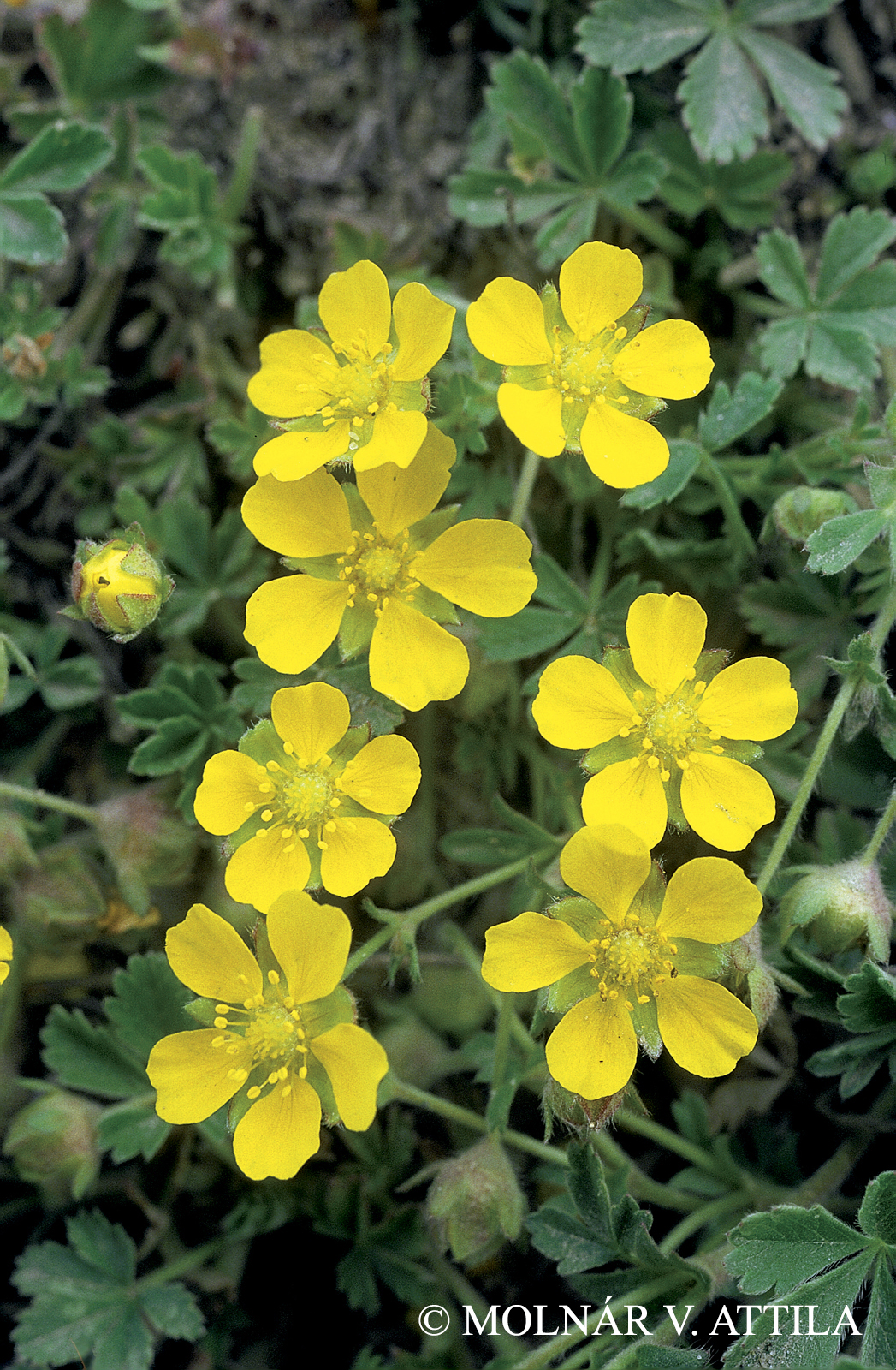 Potentilla arenaria Borkh.