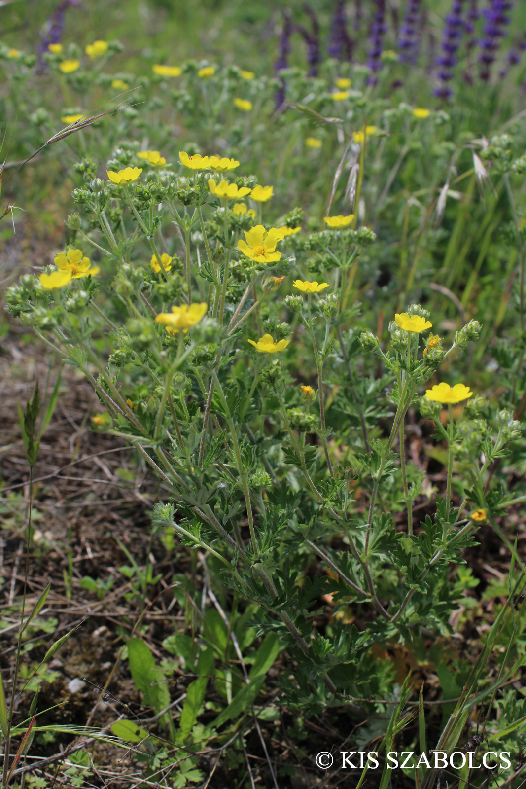 Potentilla argentea L.