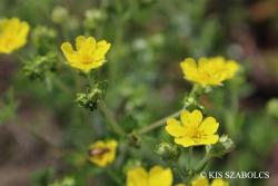 Potentilla argentea L. 2.Image