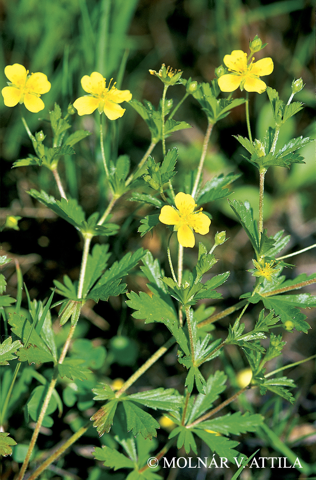 Potentilla erecta (L.) Rausch.