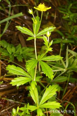 Potentilla erecta (L.) Rausch. 2.Image