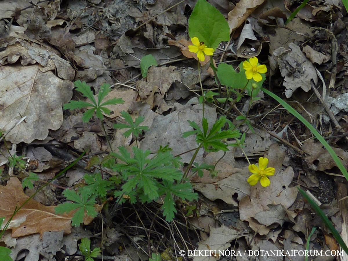 Potentilla heptaphylla L.