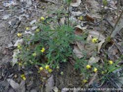 Potentilla heptaphylla L. 2.Image