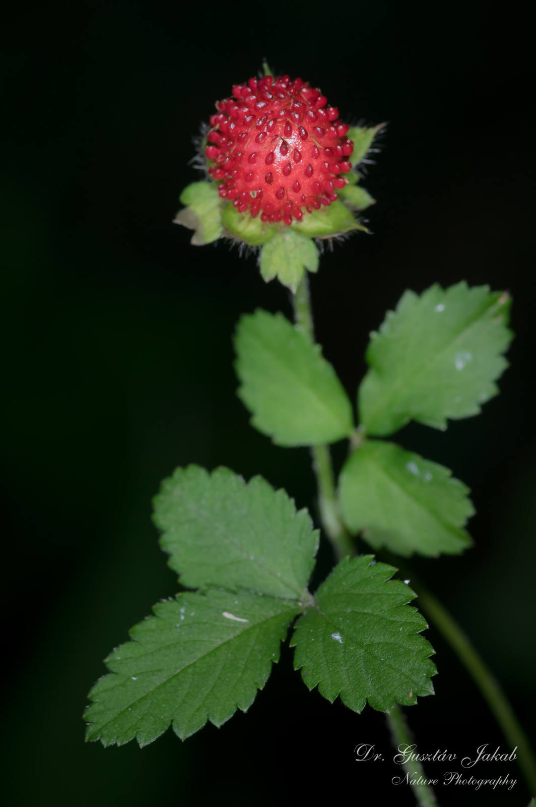 Potentilla indica (Andrews) Focke