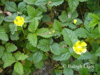 Potentilla indica (Andrews) Focke 3.Image
