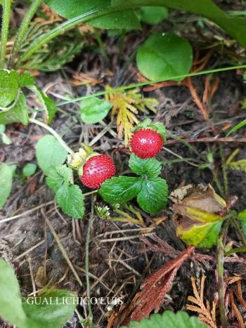 Potentilla indica (Andrews) Focke 2.Image
