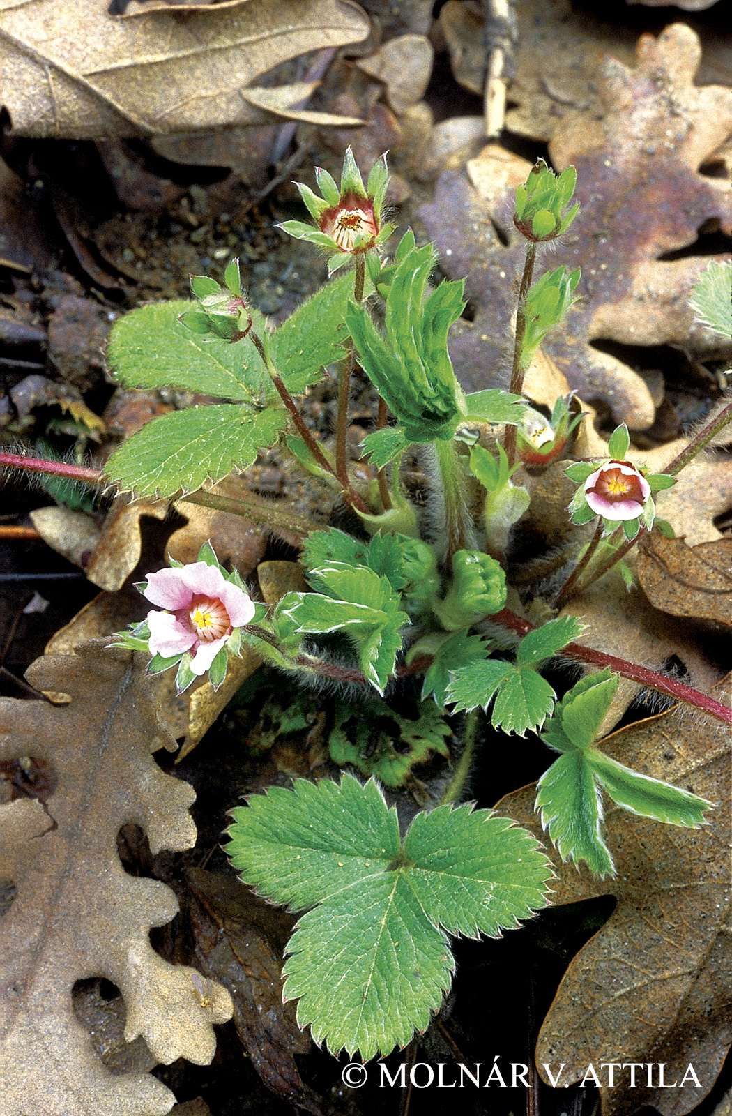 Potentilla micrantha Ramond ex DC.