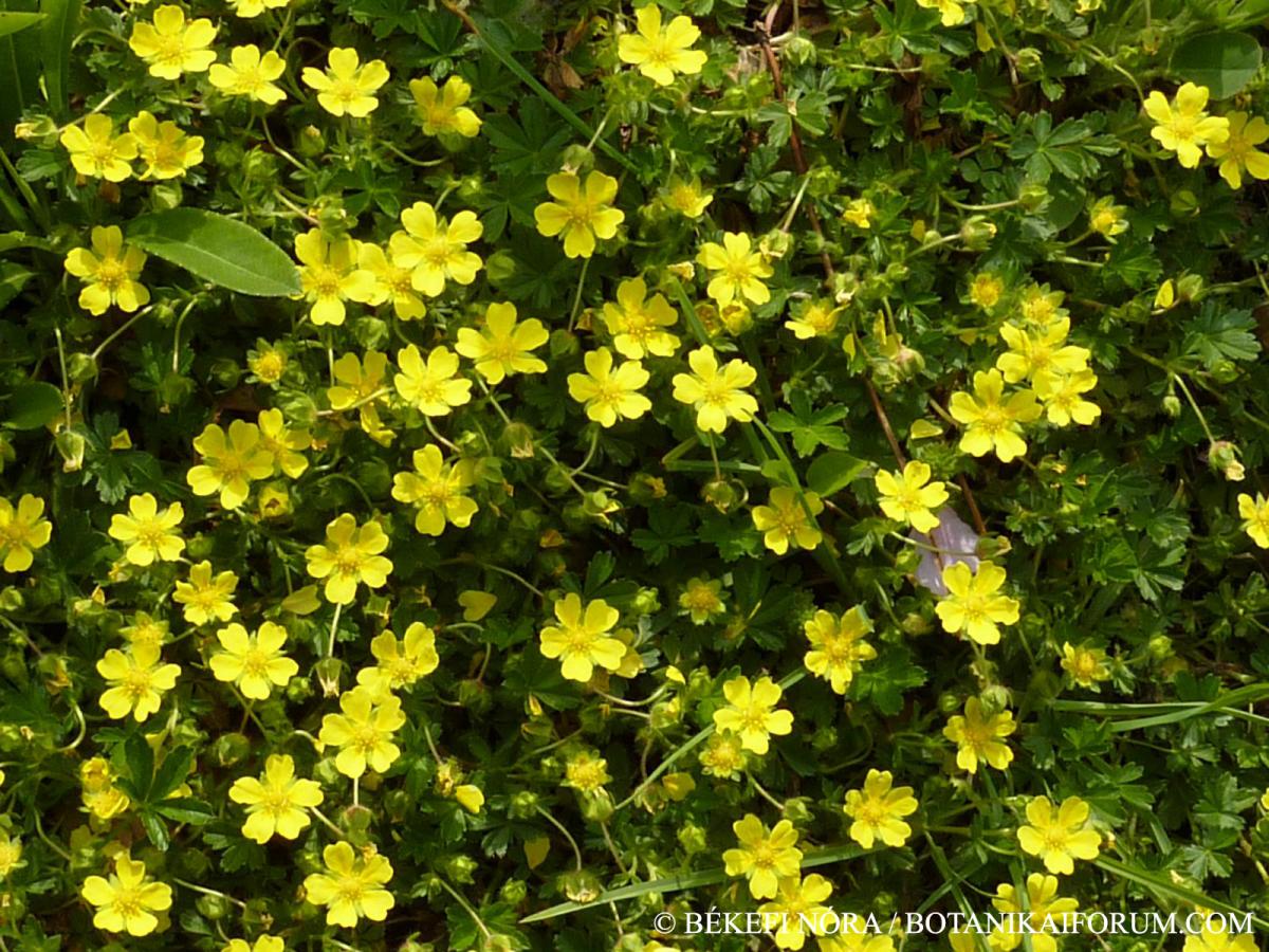 Potentilla neumanniana Rchb.