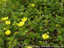 Potentilla neumanniana Rchb. 2.Image