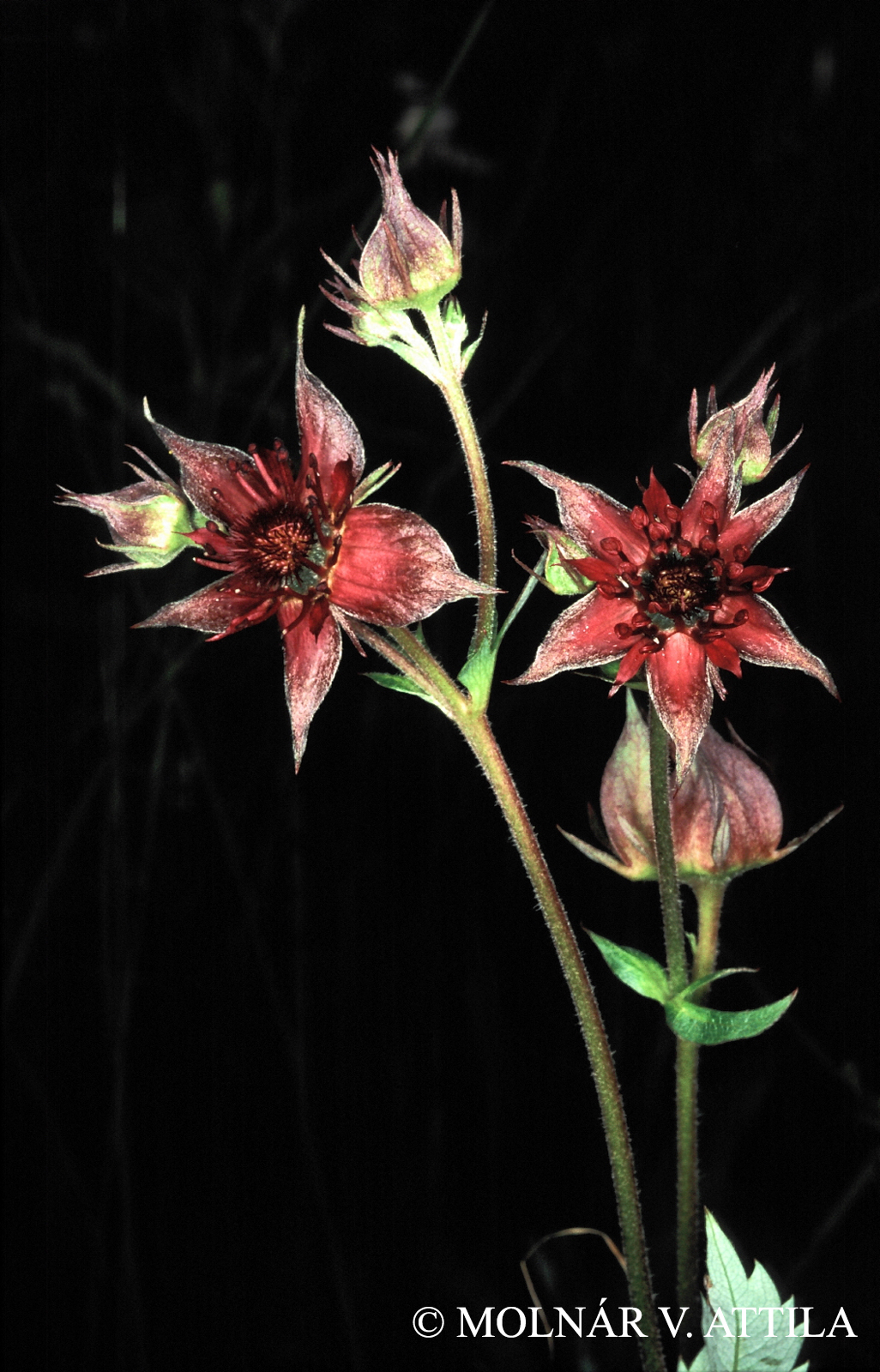 Potentilla palustris (L.) Scop.