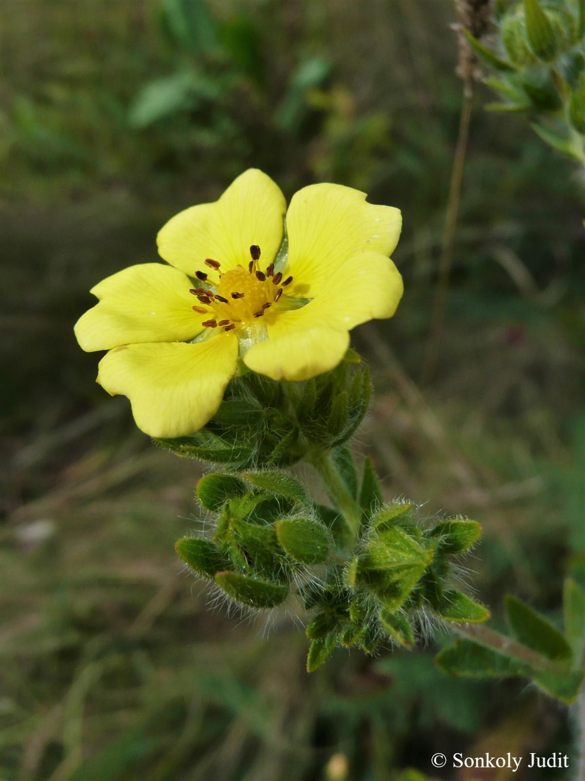 Potentilla recta L.