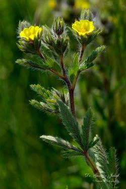 Potentilla recta L. 2.Image