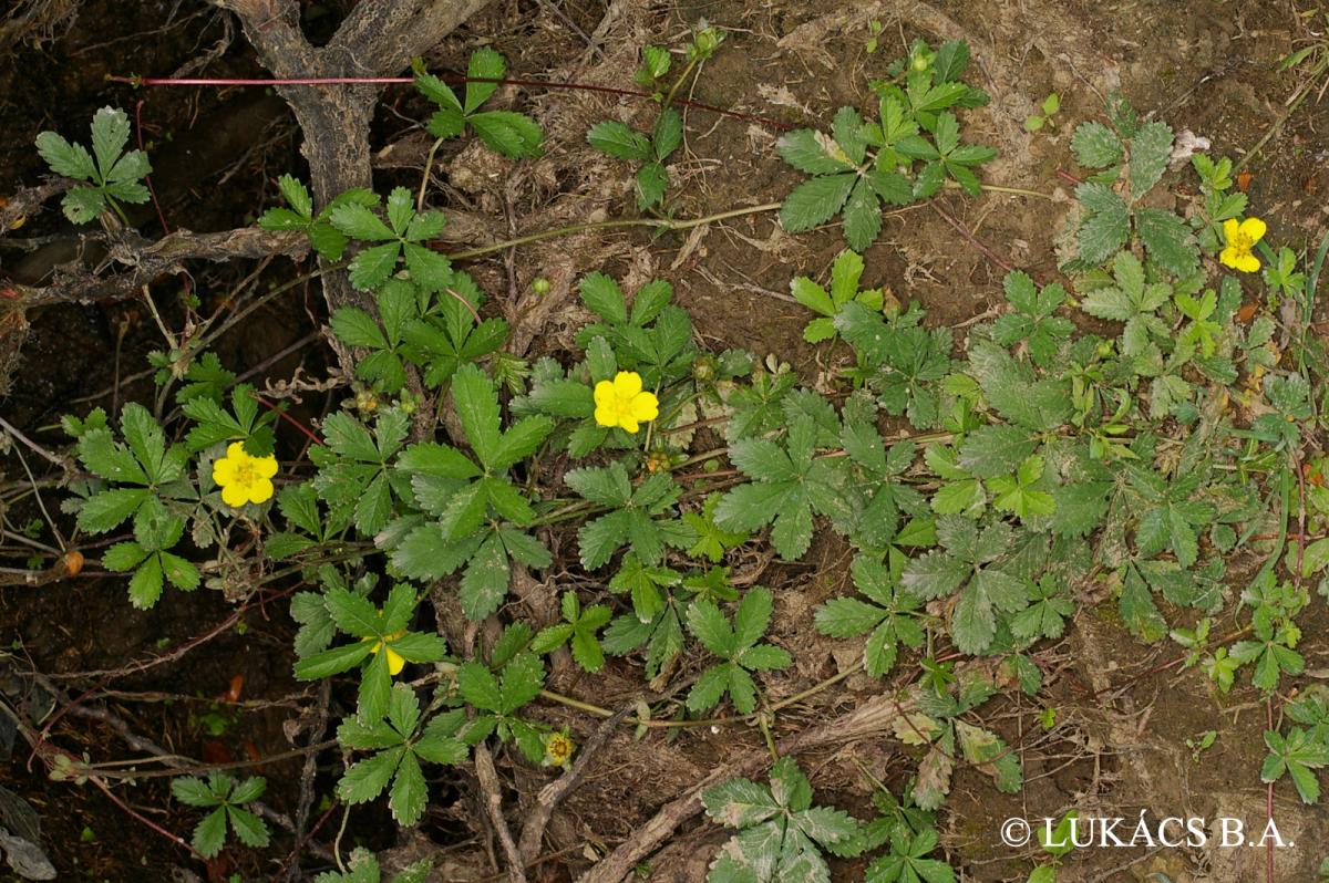 Potentilla reptans L.