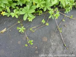 Potentilla reptans L. 2.Image