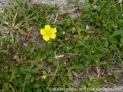 Potentilla reptans L. 3.Image