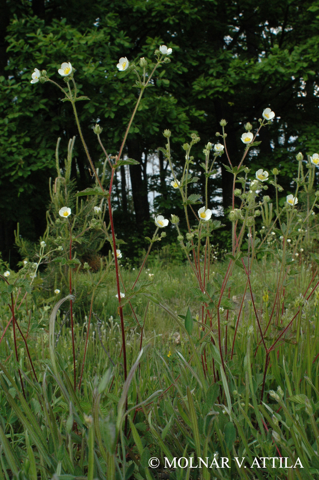 Potentilla rupestris L.