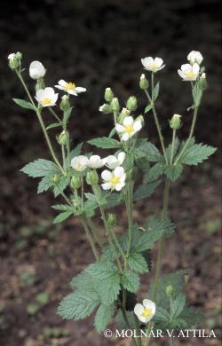 Potentilla rupestris L. 2.Image