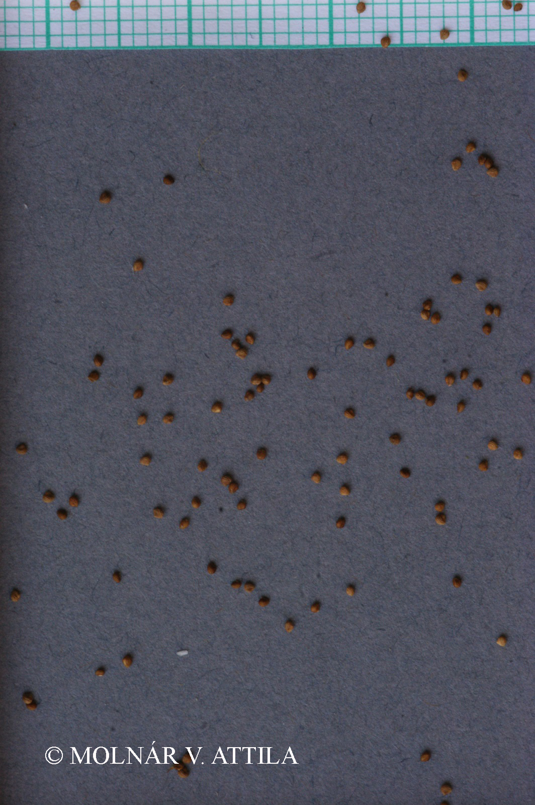 Potentilla supina L.