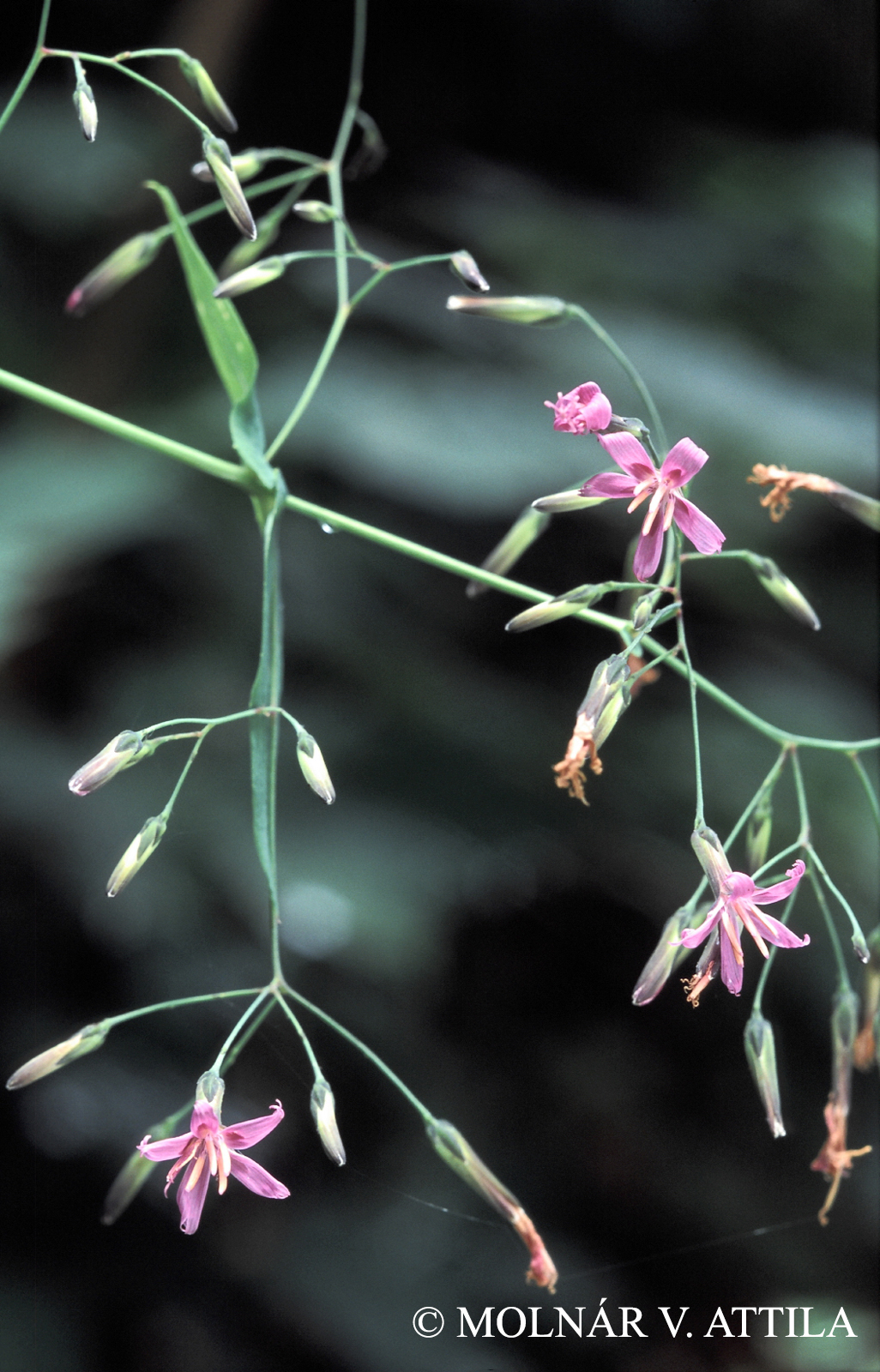 Prenanthes purpurea L.