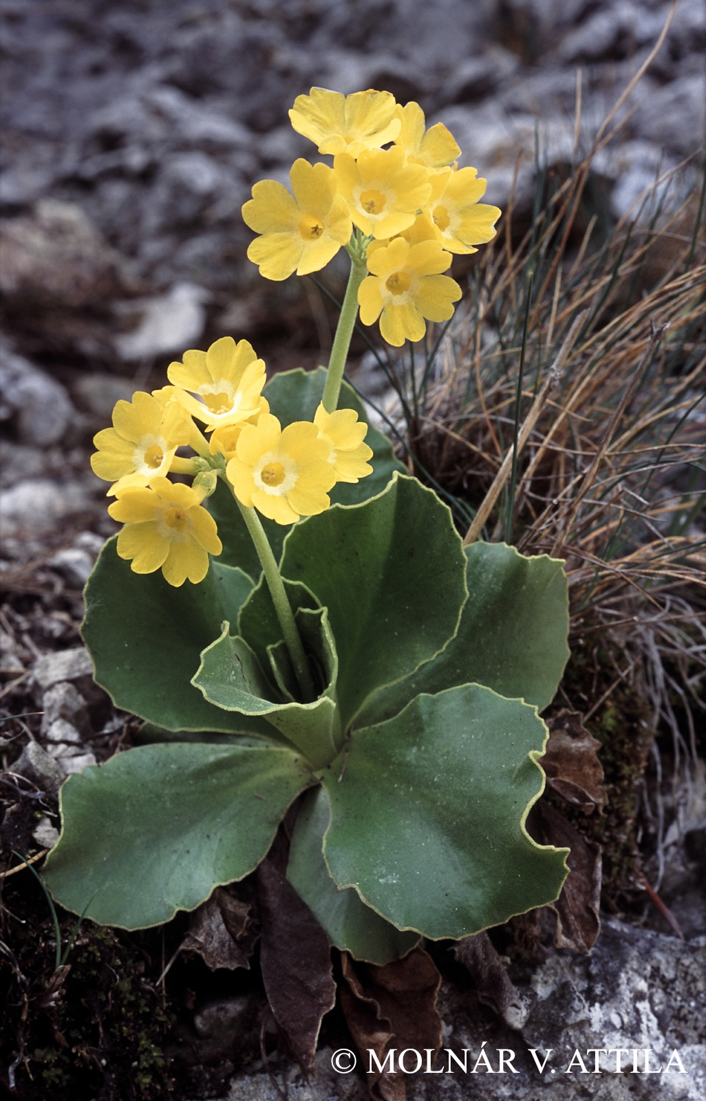 Primula auricula L.