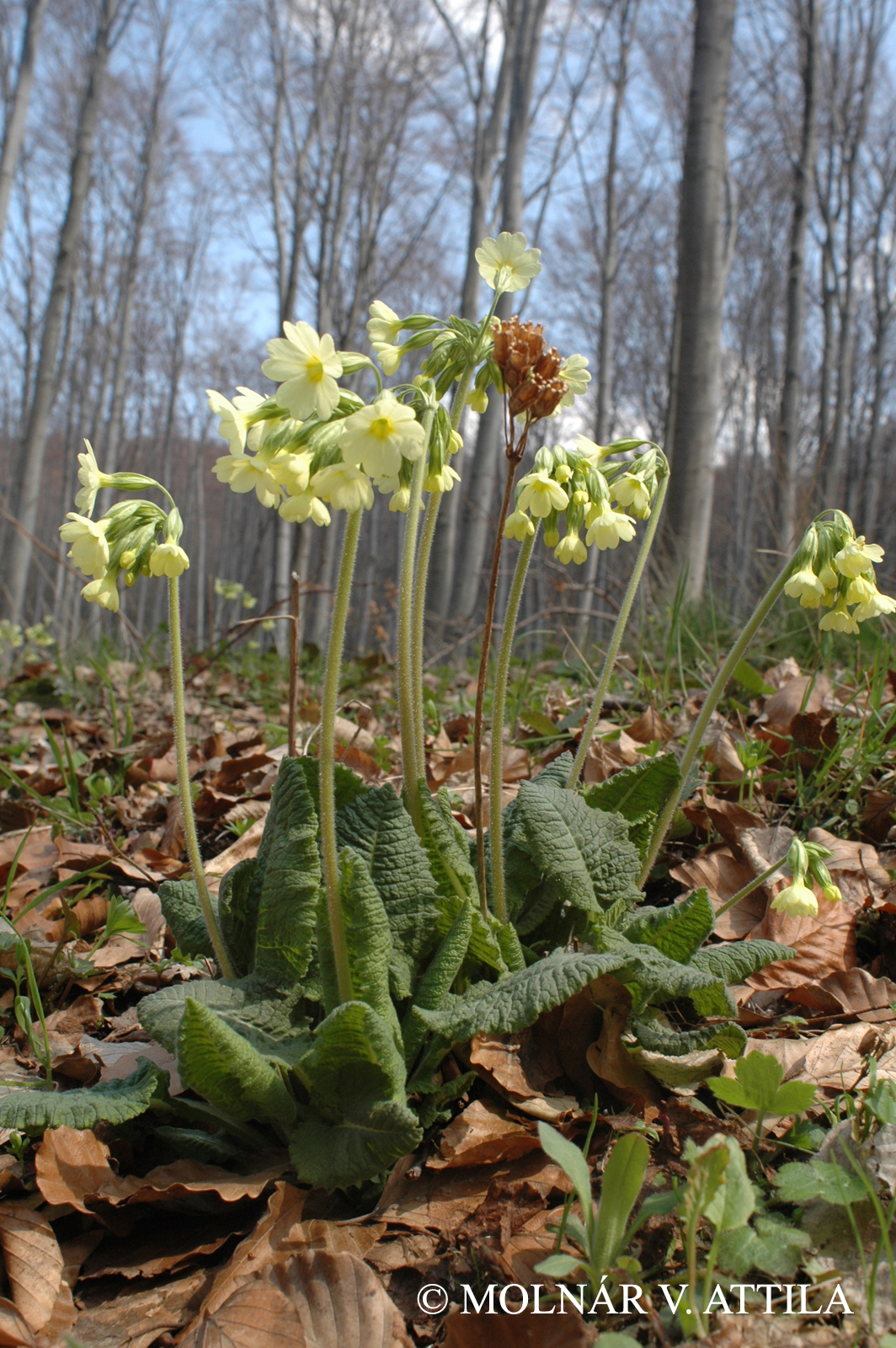 Primula elatior (L.) Hill