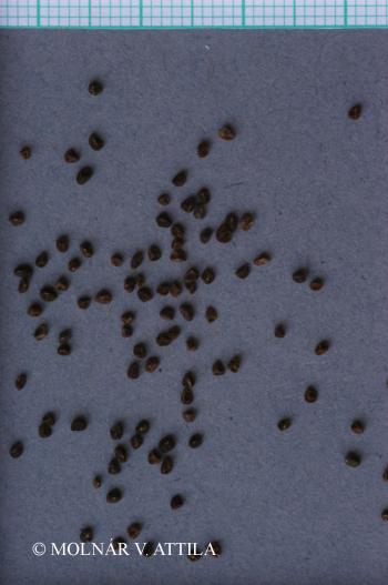 Primula elatior (L.) Hill 2.Image