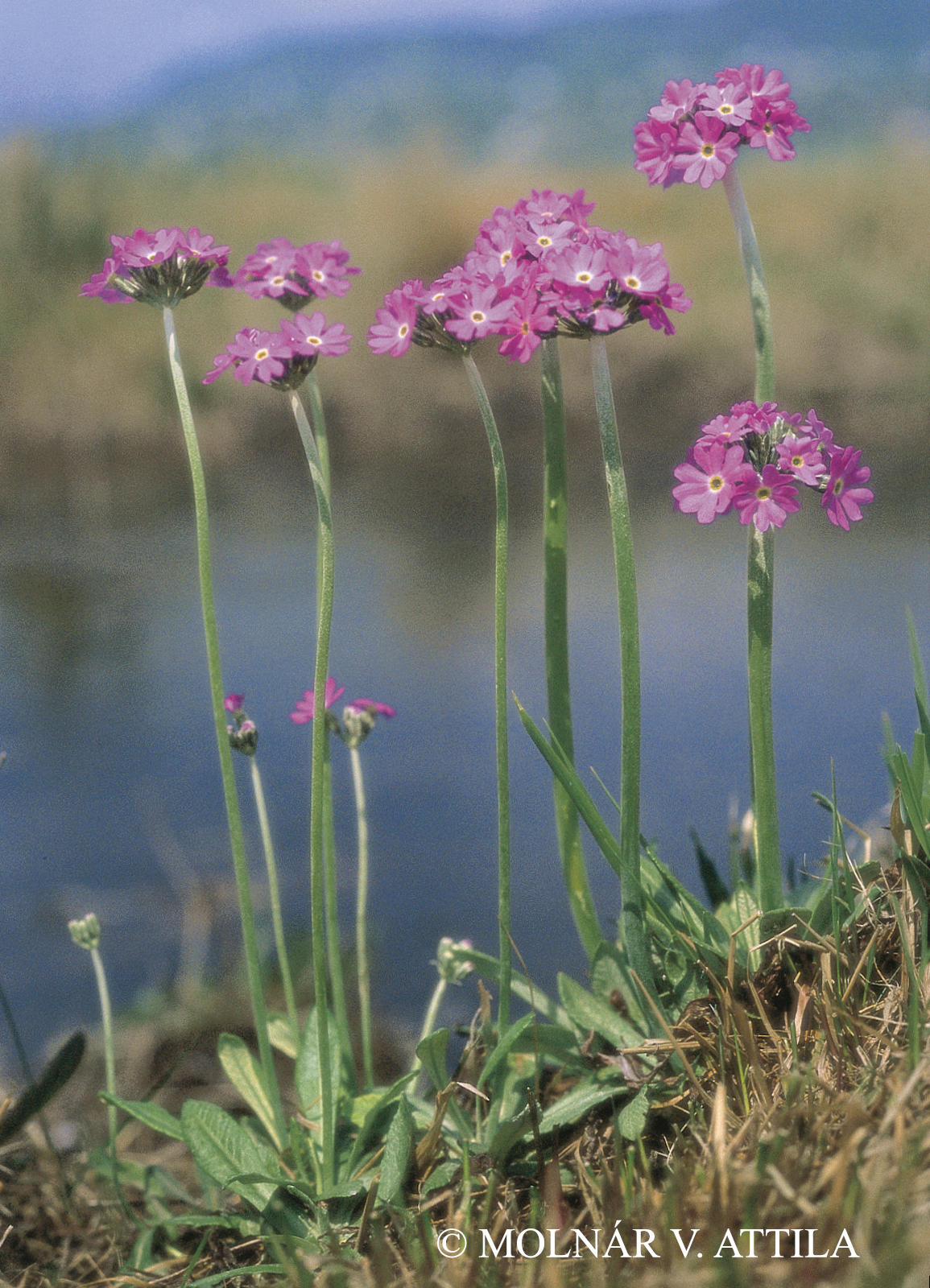 Primula farinosa L.