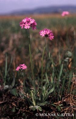 Primula farinosa L. 2.Image