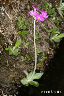 Primula farinosa L. 3.Image