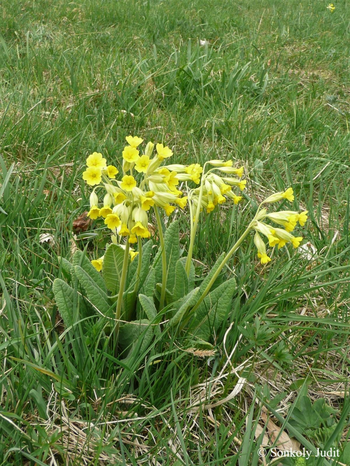 Primula veris L.