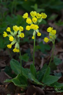 Primula veris L. 2.Image