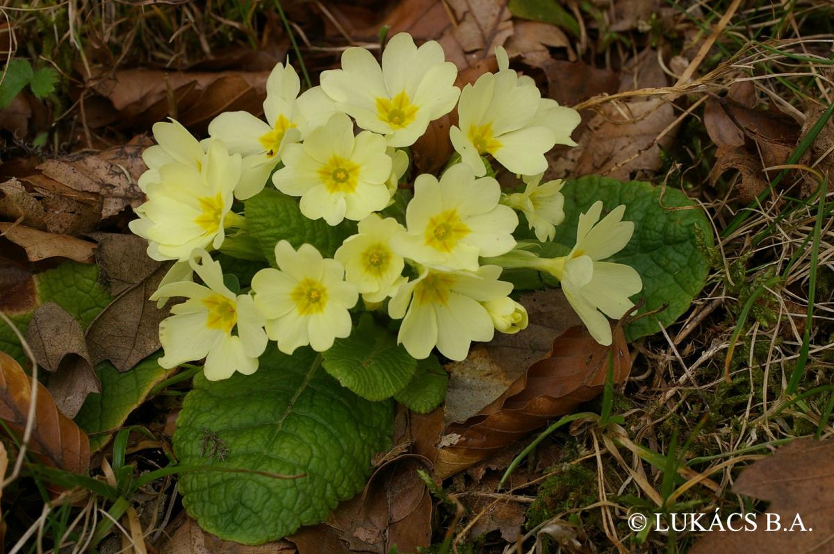 Primula vulgaris Huds.