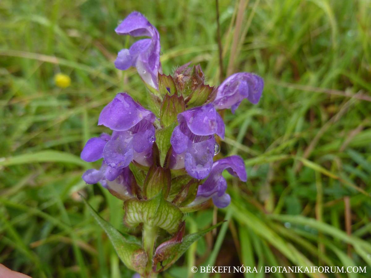 Prunella grandiflora (L.) Scholler